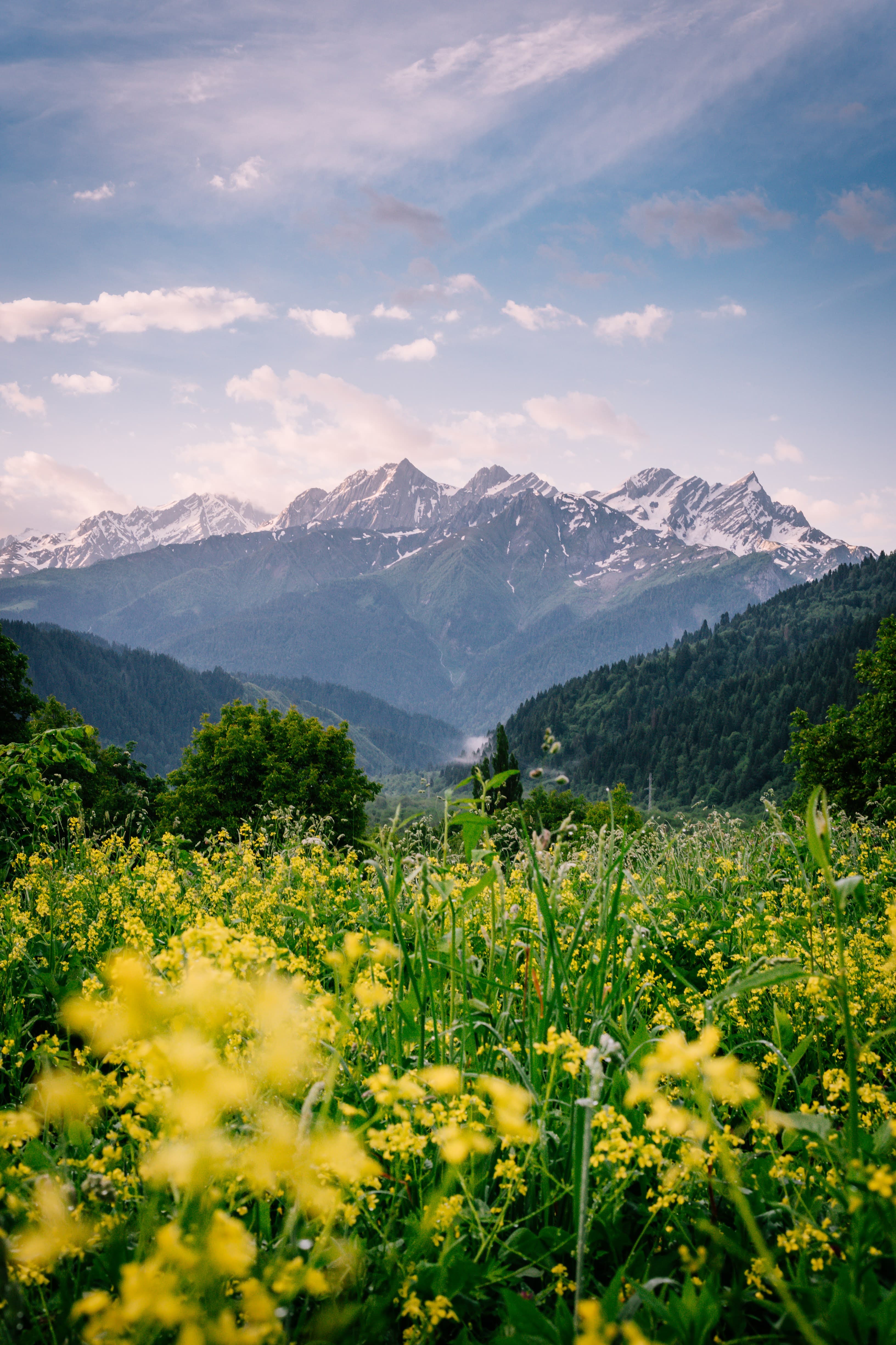 Wildflower meadow with Caucasus snow-capped peaks in Racha, Georgia